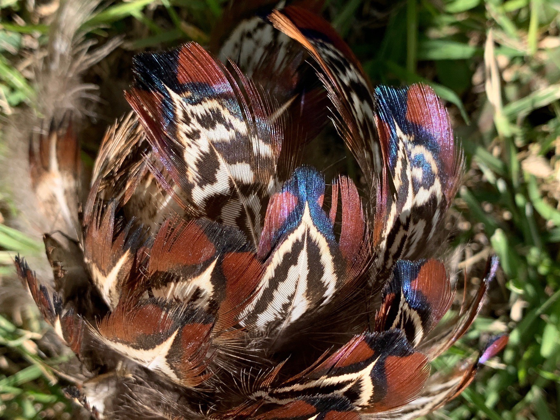 ball of feathers, most brown, some iridescent