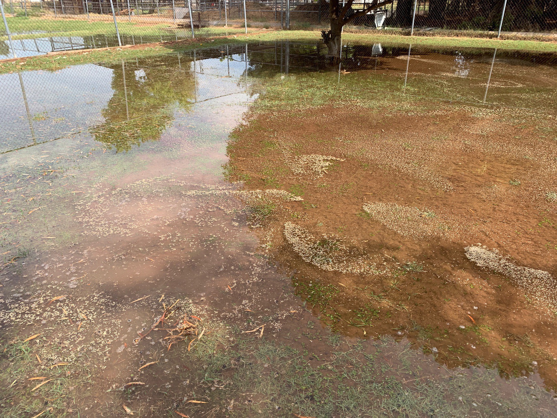 flooded desert yard with swirls of floating grass seed on the water surface
