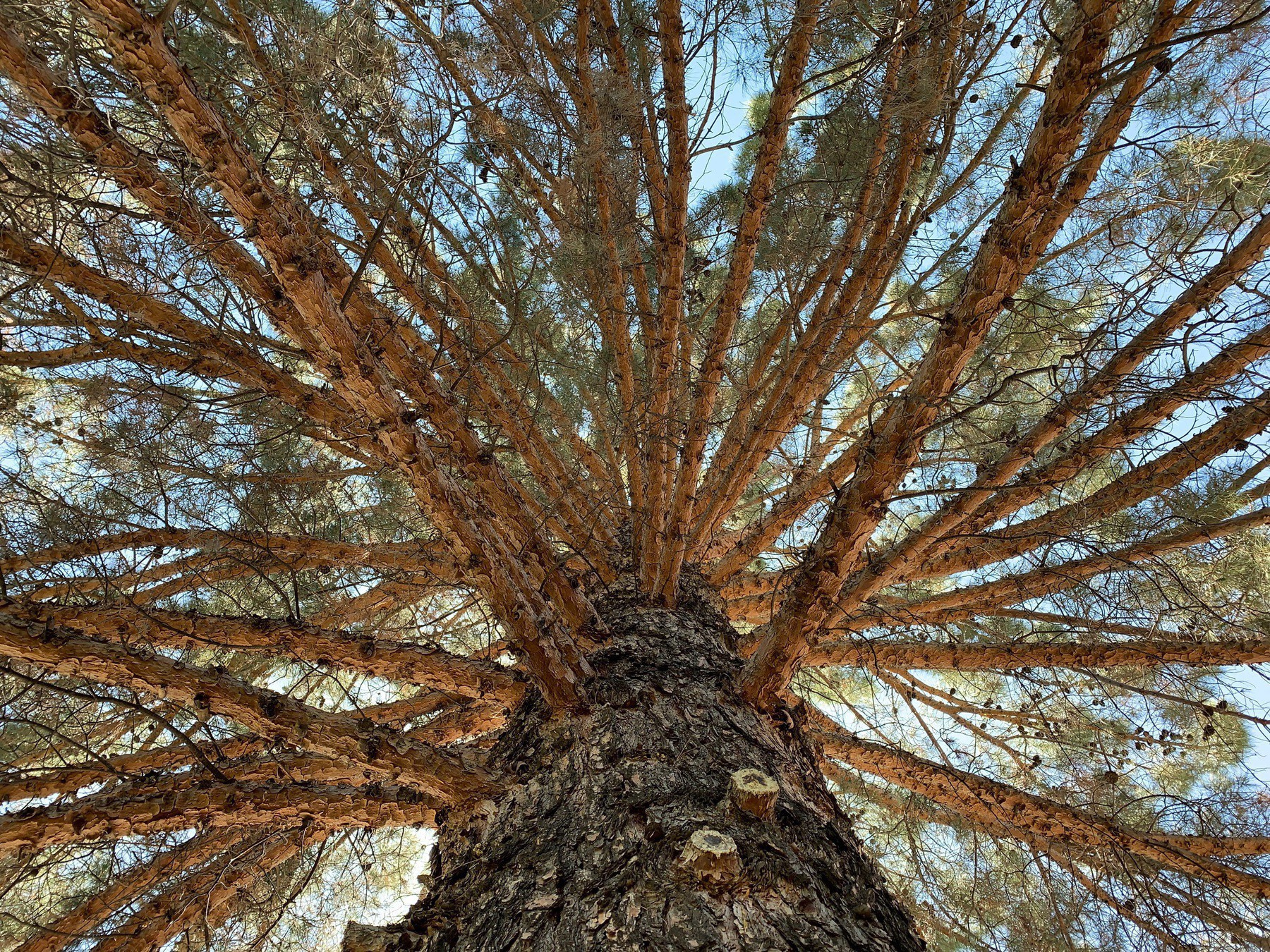 view looking up into a pine tree's branches