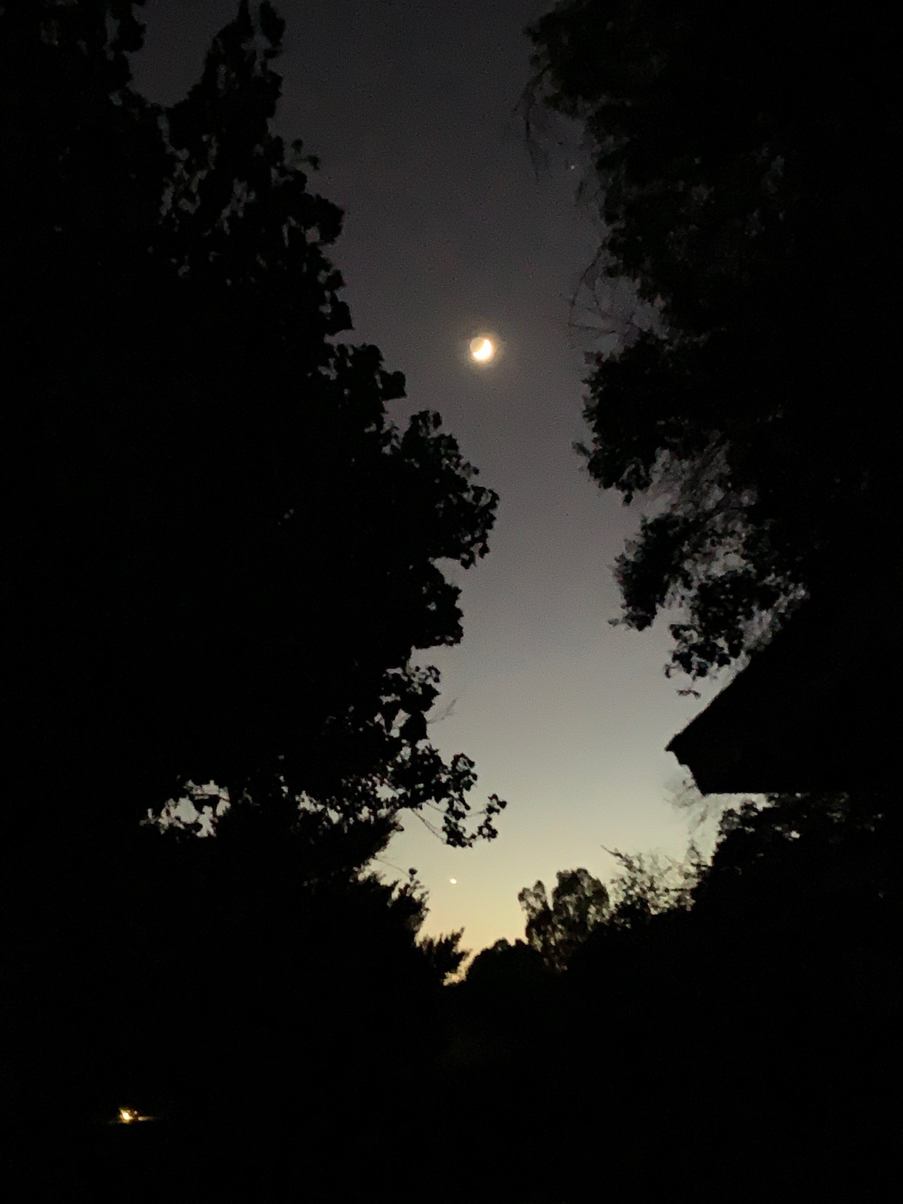 moon and night sky seen through break in shadowed tree silloutes 
