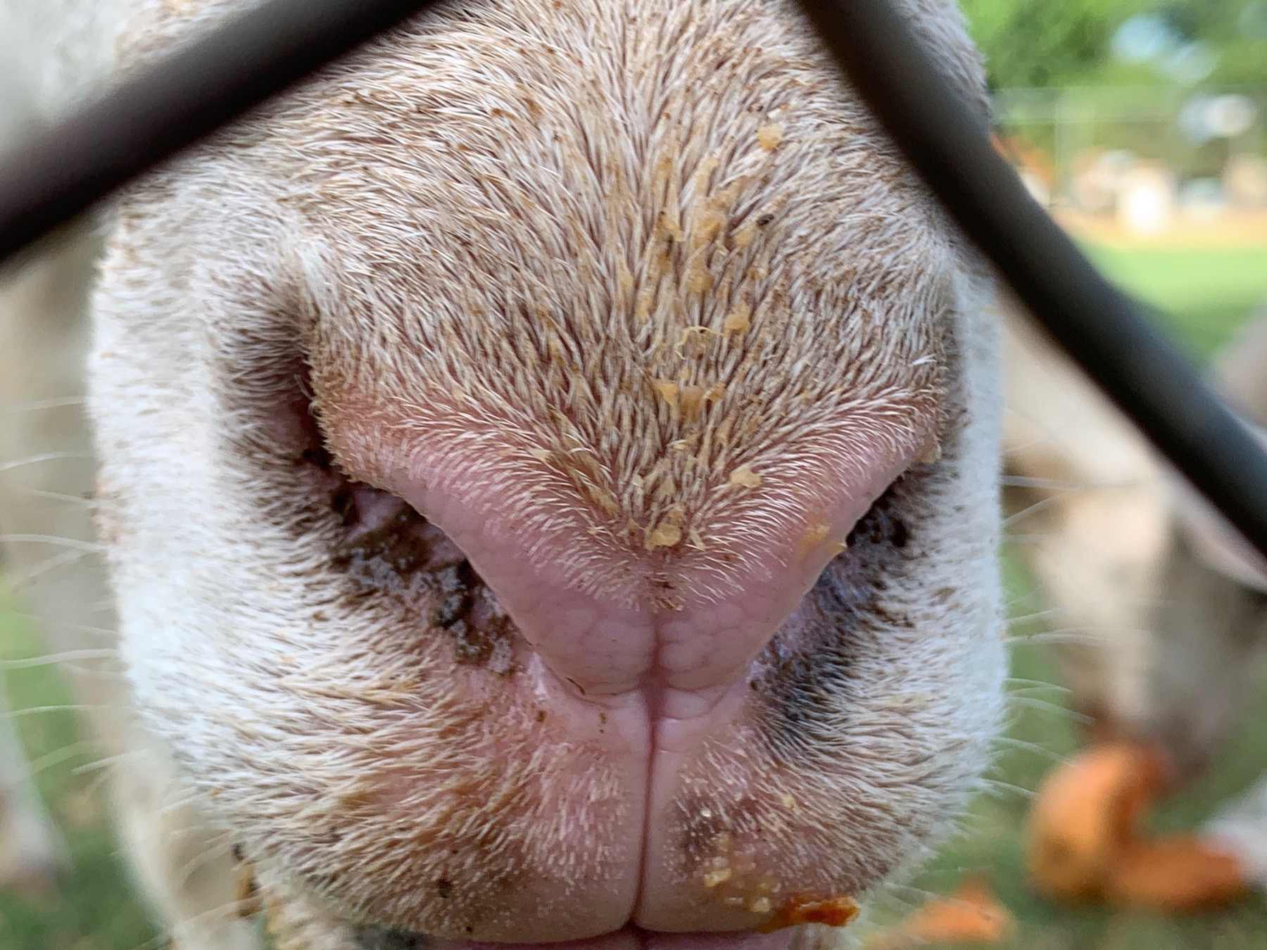 very close up view of a sheep's nose