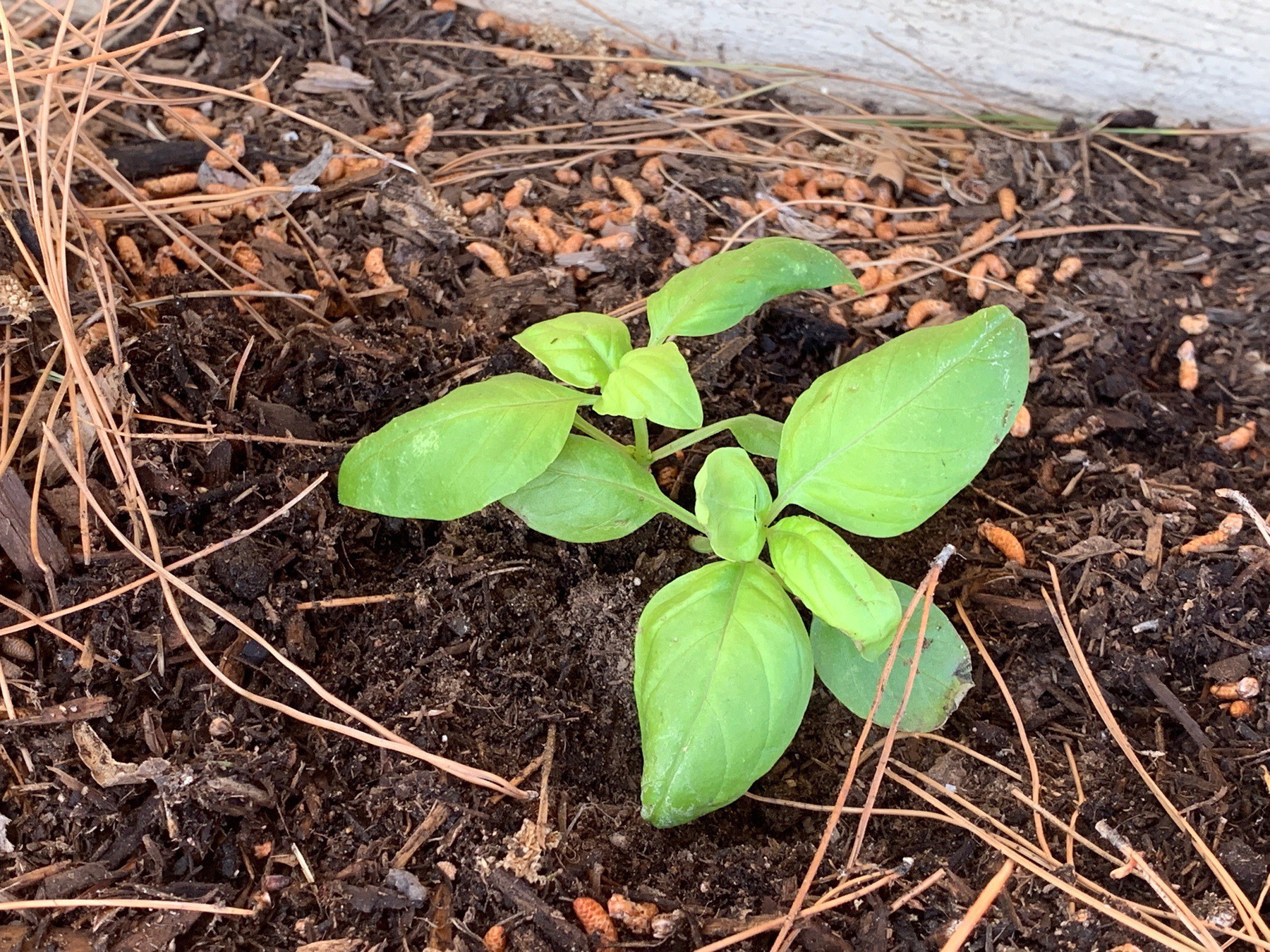 two newly planted basil plants 