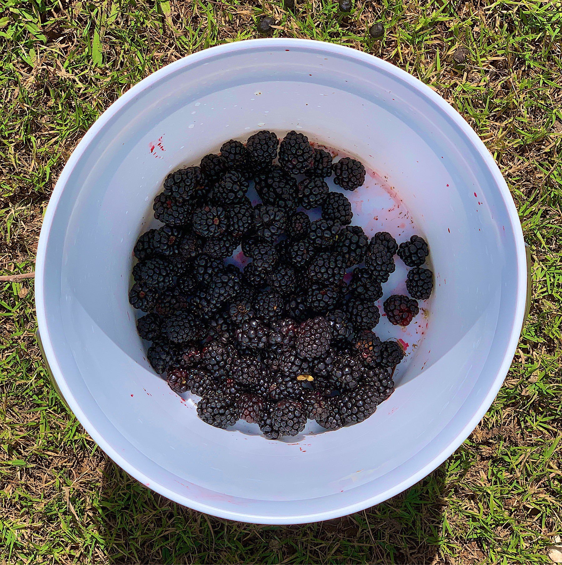 bucket of blackberries as viewed from straight down