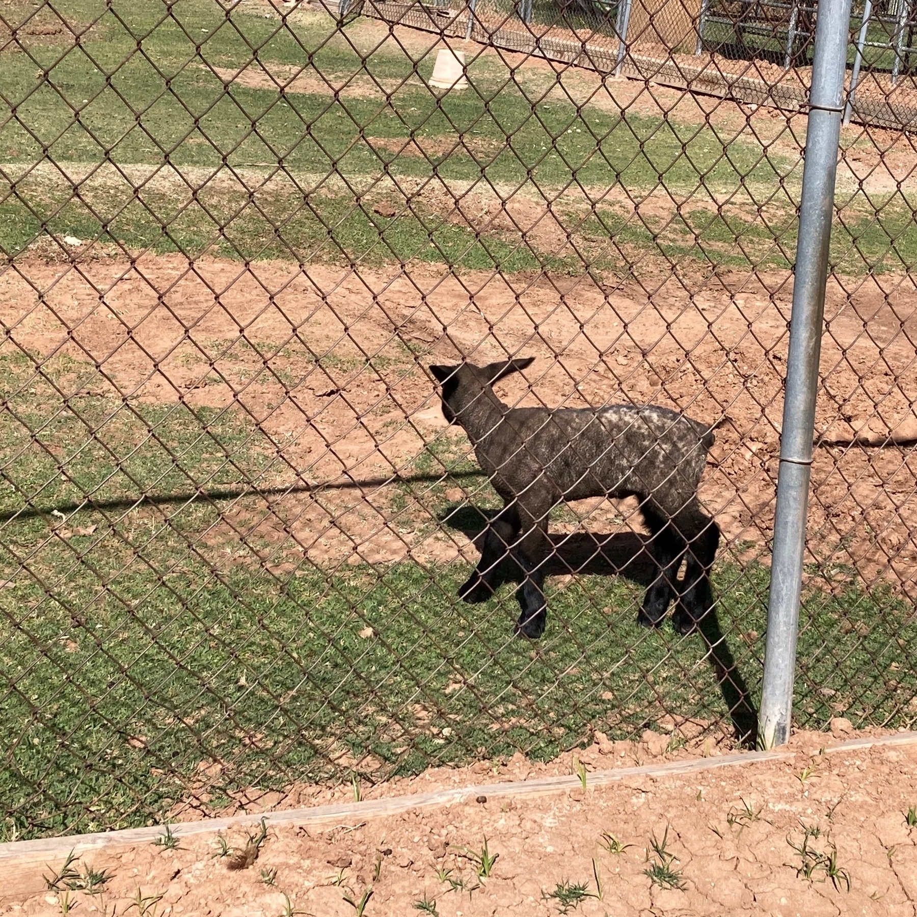 black lamb behind a fence